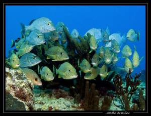 photo de famille... by André Bruchez 